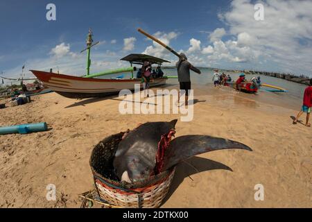 Pieces of Manta Ray lies in a basket on the beach. Fish market. Stock Photo