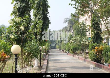 Flower tree in the pot beside the road natural photo at Dhaka, Bangladesh. Stock Photo