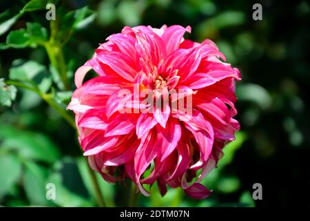 Details of pink dahlia flower. Abstract detailed floral patterns. Selective focus on flower. Stock Photo