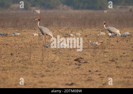 Sarus cranes Antigone antigone on a meadow. Keoladeo Ghana National Park. Bharatpur. Rajasthan. India. Stock Photo
