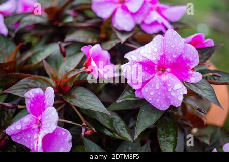 Close-up Of Pink Flowering Plants