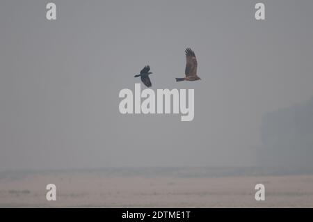 House crow Corvus splendens and black kite Milvus migrans chasing. Yamuna River. Agra. Uttar Pradesh. India. Stock Photo