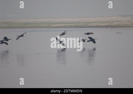 Great cormorants Phalacrocorax carbo in flight. Yamuna River. Agra. Uttar Pradesh. India. Stock Photo