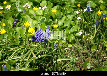 Muscari flowers, Holland, Europe. Spring blooming violet flowers. Wild meadow blooming in the spring. Bright natural green background. First blue spri Stock Photo