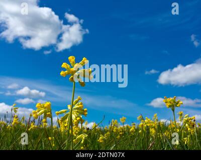 Primula veris or common cowslip or cowslip primrose a herbaceous perennial flowering plant growing in spring under a blue sky with white clouds. Stock Photo