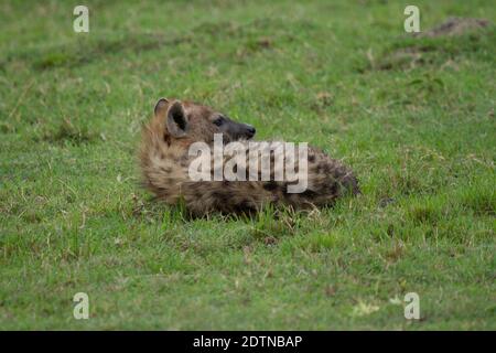 Spotted Hyena Lays Down And Relaxes In The Grass On The Masai Mara, Kenya.