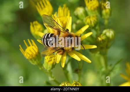 Pantaloon bee or hairy-legged mining bee (Dasypoda hirtipes), family Melittidae on the flowers of common ragwort (Jacobaea vulgaris). Family Mints Stock Photo