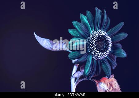 Abstract sunflower plant colorful light. Beautiful plant minimal on a dark  background pattern for design. Stock Photo