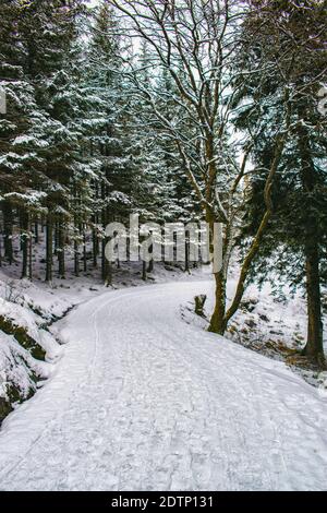 Snow Covered Road Amidst Trees In City