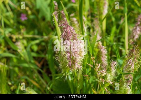 Lamarckia aurea, Golden Grass Stock Photo