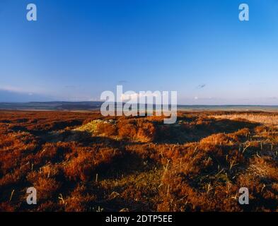 View NNE of Hob Hurt's House, a square prehistoric barrow & burial cist within an earthen bank on Beeley Moor, Derbyshire, England, UK. Stock Photo