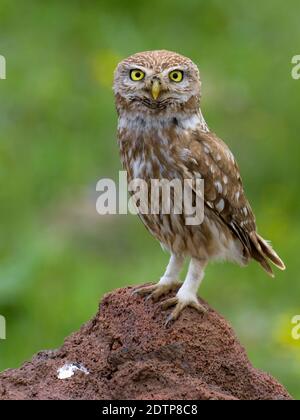 Civetta; Little Owl; Athene noctua ssp indigena Stock Photo