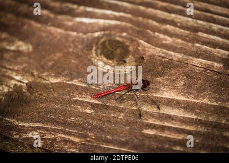 Red dragonfly resting on the branch Stock Photo