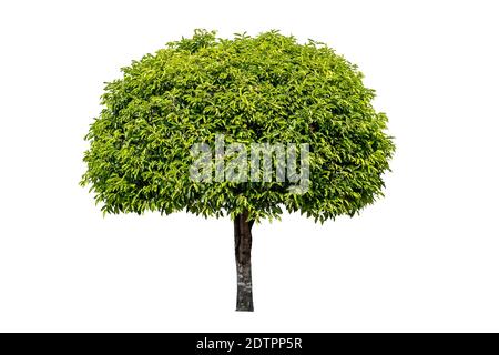 Tree isolated on white background with clipping path, Single tree Stock Photo