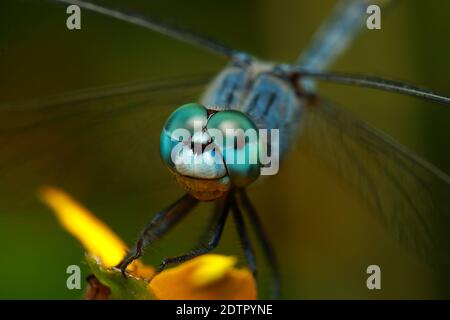 Selective focus close up Macro image of dragonfly eyes Stock Photo