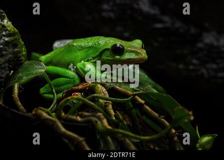 Chinese Flying Frog - Zhangixalus dennysi, beautiful green frog from East Asian forests, China. Stock Photo