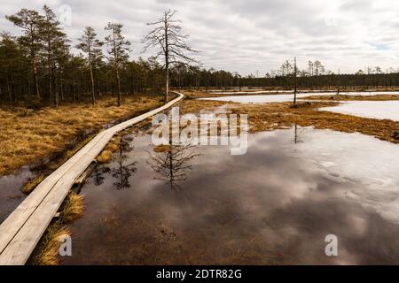 Viru raba (Viru bog) in Estonia in Lahemaa National Park with a wooden boardwalk caputred in the winter. Stock Photo