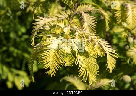 Metasequoia glyptostroboides 'Gold Rush' Stock Photo
