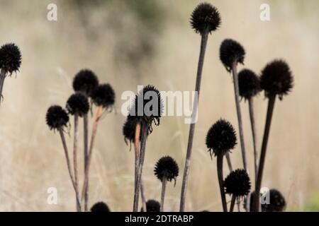 Echinacea pallida Stock Photo