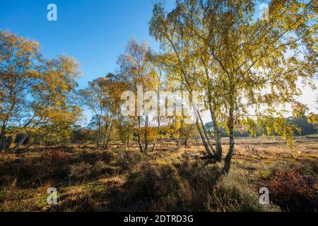 Silver Birchtrees on Newtown Common heathland with autumn leaves, Newtown Common, Burghclere, Hampshire, England, United Kingdom, Europe Stock Photo