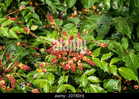 Flowers and leaves of Mahonia 'Cabaret' Stock Photo