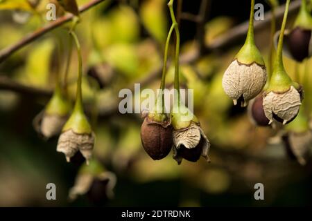 seeds of Styrax japonicus Stock Photo