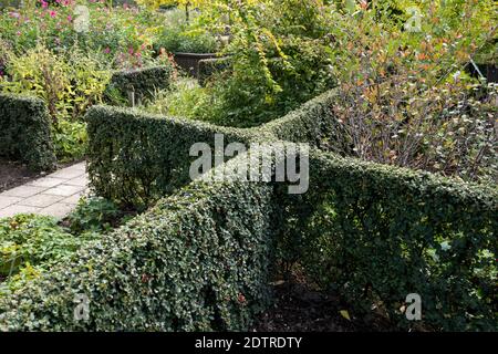Hedges of Cotoneaster dielsianus Stock Photo