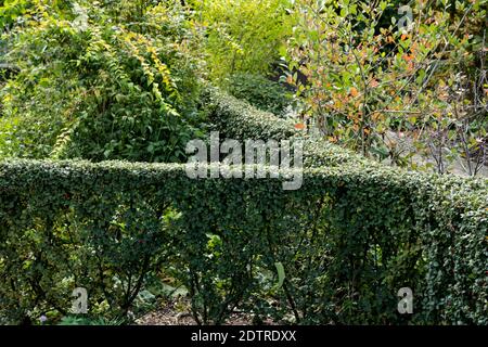 Angle of two hadges of Diels' cotoneaster Stock Photo