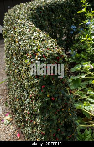 Hedge of Cotoneaster dielsianus Stock Photo
