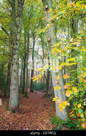 Footpath leading through beech tree woodland on misty autumn morning, Highclere, Hampshire, England, United Kingdom, Europe Stock Photo