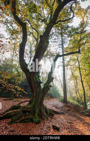 Backlit oak tree in misty autumn woodland, Highclere, Hampshire, England, United Kingdom, Europe Stock Photo