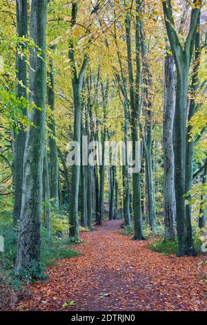Footpath leading through beech tree woodland, Basingstoke, Hampshire, England, United Kingdom, Europe Stock Photo