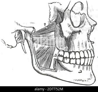 1849 Medical Illustration of Human Anatomy Showing the Heart, Intestine ...