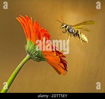 A European paper wasp preparing to land on a daisy in search of nectar. Stock Photo