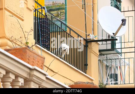 The cute little white dog is looking between the bars of a balcony and is probably waiting for its owner. A colorful scene from southern Italy. Stock Photo