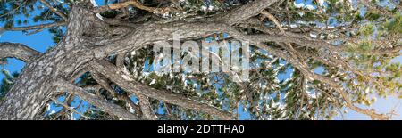 Panoramic of a large tree on a clear day covered in snow with the setting sun shining through the branches in Turkey Stock Photo