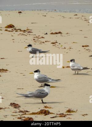 Seabirds Greater crested terns Thalasseus bergii on the beach at Guilderton Western Australia Stock Photo