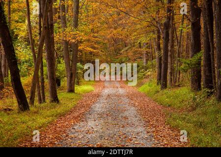 A forest road in autum in Delaware Water Gap National Recreation Area, Pennsylvania Stock Photo