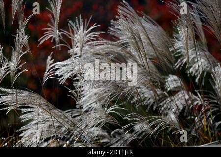 Close up Miscanthus floridulus , Japanese silver grass in autumn morning Stock Photo