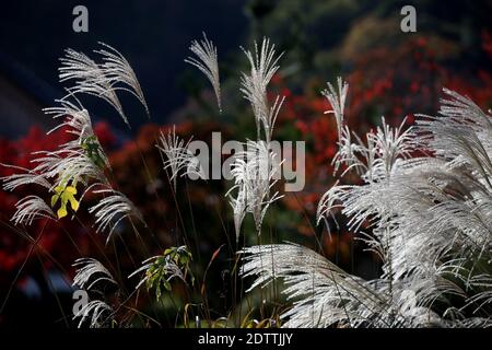 Close up Miscanthus floridulus , Japanese silver grass in autumn morning Stock Photo