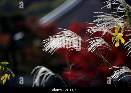 Close up Miscanthus floridulus , Japanese silver grass in autumn morning Stock Photo