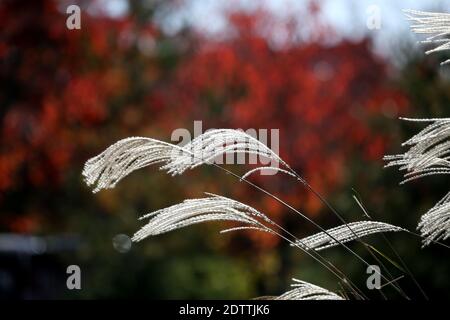 Close up Miscanthus floridulus , Japanese silver grass in autumn morning Stock Photo