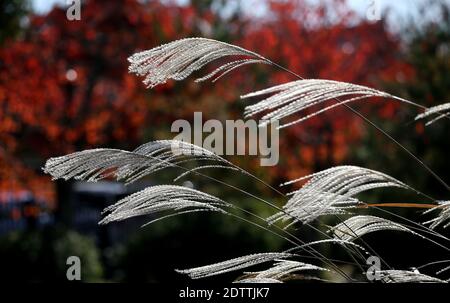 Close up Miscanthus floridulus , Japanese silver grass in autumn morning Stock Photo