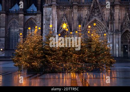 decorated Christmas trees on Roncalliplatz in front of the cathedral during the Corona Pandemic, Cologne, Germany. There is usually a big Christmas ma Stock Photo