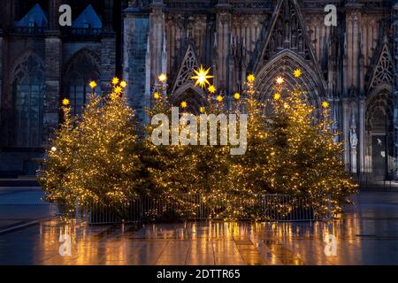 decorated Christmas trees on Roncalliplatz in front of the cathedral during the Corona Pandemic, Cologne, Germany. There is usually a big Christmas ma Stock Photo