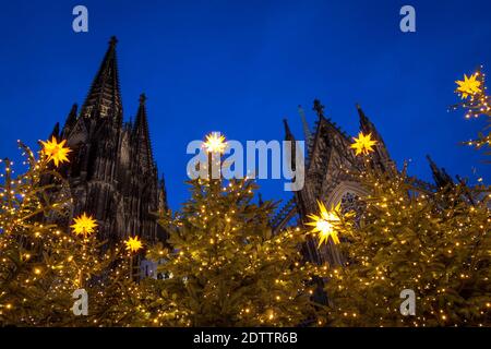 decorated Christmas trees on Roncalliplatz in front of the cathedral during the Corona Pandemic, Cologne, Germany. There is usually a big Christmas ma Stock Photo