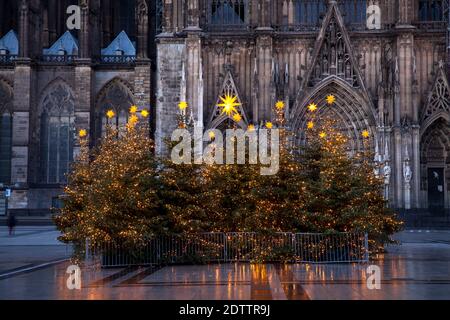 decorated Christmas trees on Roncalliplatz in front of the cathedral during the Corona Pandemic, Cologne, Germany. There is usually a big Christmas ma Stock Photo