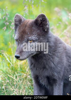 Arctic Fox (Vulpes lagopus, Alopex lagopus), Melrakkasetur Islands. Polar regions, Iceland, Westfjords Stock Photo