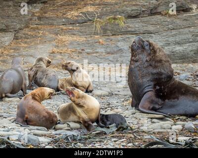 Dominant bull and harem. South American sea lion (Otaria flavescens, formerly Otaria byronia), also called the Southern Sea Lion or Patagonian sea lio Stock Photo