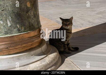 A closeup of a brown and black cat sitting on the ground next to a column and looking at the camera Stock Photo